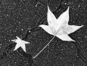 Found Composition - Autumn Leaves