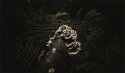 Turkey Tails Pinhole