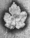 Found leaf