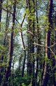 Trees - 1