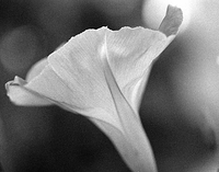 Morning glory from the past