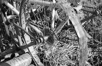 Old bike wheel