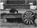 Guard Puppy