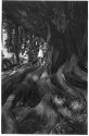 two and tree