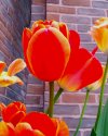Tulips On Brick