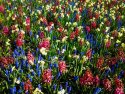Patriotic Wildflowers