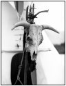 Encampment Skull