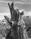 Dead Tree