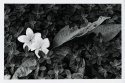 Frangipanis