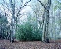 Norfolk Woods Scene