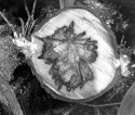 Beech wood with Watermark