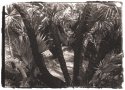 Burnt Palms