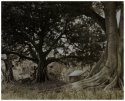 A big tall tree that shades the yard