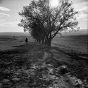 shadow leaves