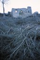 Felled Trees