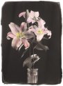 Lily in Vase
