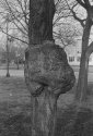 Burl