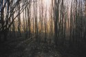 Trees In Morning Dawn