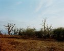 Suffolk coast trees