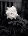 Yellow Rose