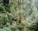 Alpine Greenery