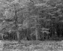 More Trees