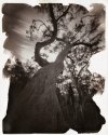 Scribbly Gum for WPPD