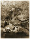 Palm Tree Over Water Fall