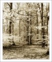Into the woods