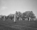 Field of Corn