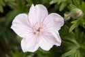 Flower1