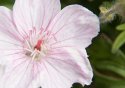 Flower2