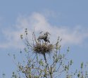 Heron_crop