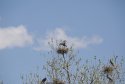 Heron2