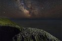 Gannet Colony; Cape St. Mary's, Newfoundland (2018)