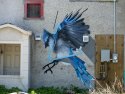 Bluejay_building_1100