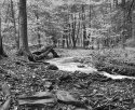 Ansley Hollow
