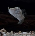 Dance of the flounder