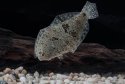 Dance of the flounder - Full dorsal