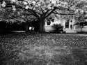 Cherry blossoms