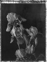 Expired Irises