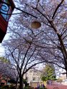 Cherry blossoms