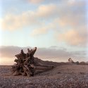Soft clouds, Dead wood.