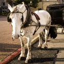 Sad horse