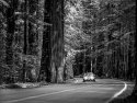 Avenue of the Giants