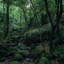 Shiratani Unsuikyo #2