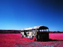 Abandoned bus