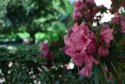 Flowers In The Shade