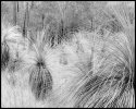 Xanthorrhoea