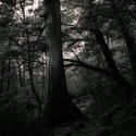 Shiratani Unsuikyo #6